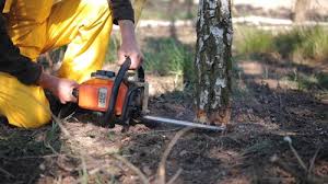 How Our Tree Care Process Works  in Vernon Valley, NJ